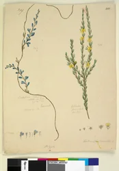 Página 209. Comesperma volubile; 210. Hibbertia fasciculata