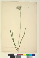 Página 20. Conospermum longifolium