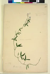 Página 218. Kennedia comptoniana Hardenbergia comptoniana
