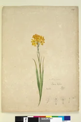 Página 232. Ixia lutea
