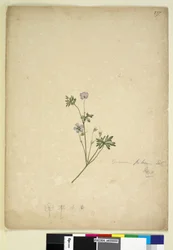 Página 237. Geranium pilosum