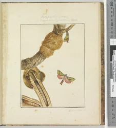 Página 23. Pl.6 Xylopsyche Lewinni Hepialus Ligniveren Lewin