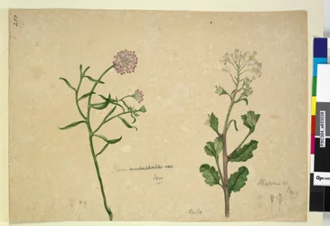 Página 253. Iberis umbellata; Hesperis sp.