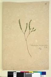 Página 260. Leucopogon margarodes