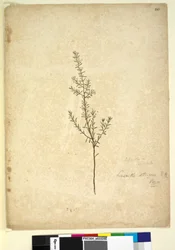 Página 261. Lissanthe strigosa