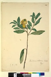 Página 264. Pomaderris elliptica