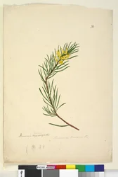 Página 26. Persoonia linearis