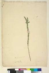 Página 28. Epacris sparsa