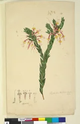 Página 33. Styphelia triflora