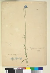 Página 36. Wahlenbergia gracilis