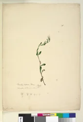 Página 38. Samolus repens
