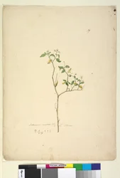 Página 39. Solanum nigrum