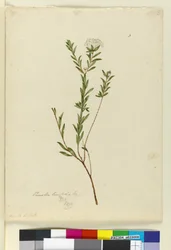 Página 3. Pimelea linifolia