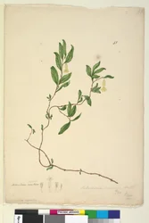 Página 43. Billardiera scandens