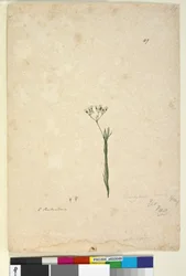 Página 49. Trachymene linearis