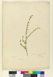 Página 4. Pimelea curviflora