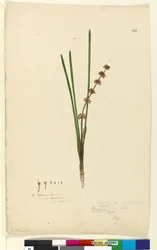 Página 62. Xerotes Lomandra multiflora