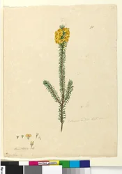 Página 73. Dillwynia rubis?, c.1803-06