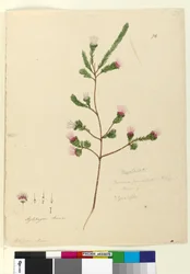 Página 76. Darwinia fascicularis