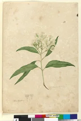 Página 84. Eucalyptus paniculata, c.1803-06