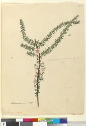 Página 86. Leptospermum scoparium