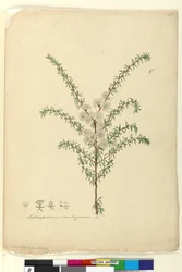 Página 87. Leptospermum ambiguum