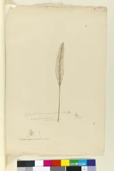 Página 8. Imperata arundinacea sin. Saccharum cylindricum