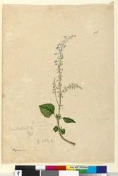 Página 96. Plectranthus australis