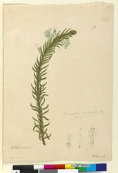 Página 98. Chloanthes stoechadis