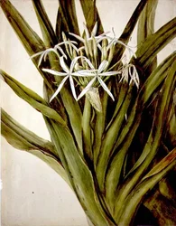 El lirio de Murray, cirinum pedunculatum