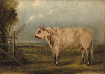 Un novillo, c.1849 (óleo sobre lienzo)