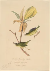Reinita atrapamoscas de Kentucky