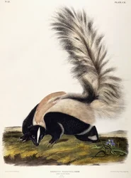 Mofeta de cola larga, 1846