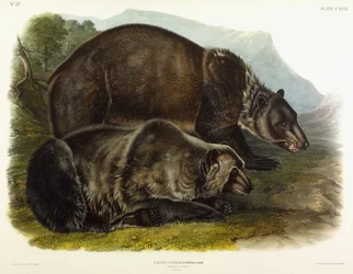 Oso grizzly macho, 1848