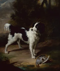 Un Springer Spaniel Blanco y Negro con una Perdiz Muerta en un Paisaje