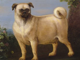 Un pug en un paisaje