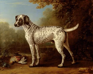 Perro gris moteado