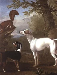 Dos perros deportivos atraídos por una ardilla en un tocón de árbol