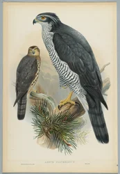 Astur Palumbarius - Azor, dibujado por J. Wolf, grabado por H. C. Richter