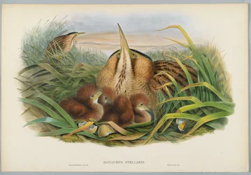 Botaurus Stellaris - Avetoro, grabado por H. C. Richter