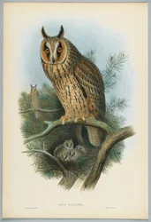 Otus Vulgaris - Búho Chico, dibujado por J. Wolf, grabado por H. C. Richter
