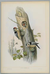 Picus Minor - Pito Real Menor, grabado por H. C. Richter