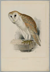 Strix Flammea - Lechuza Común
