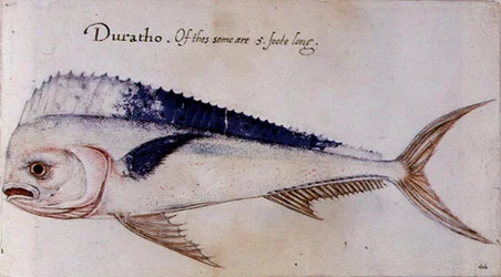 Dorado
