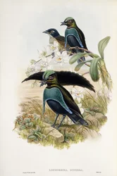 Ave del Paraíso Magnífica (Lophorina Superba)