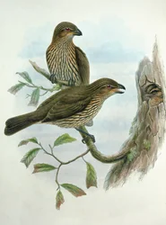 Ailuroedus Dentirostris, Catbird de Pico Dentado