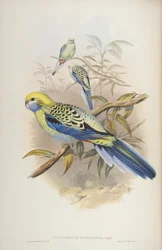 Platycerus cyanogenus, de The Birds of Australia por John Gould, 1840