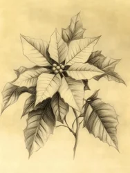 Elegante dibujo de una flor de pascua