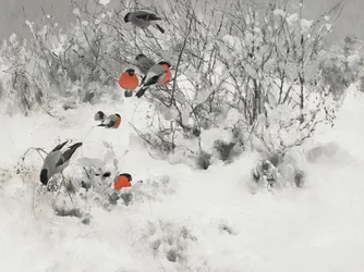 Camachuelos rojos en la nieve