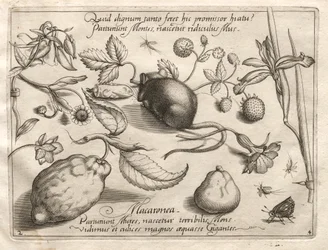 Arquetipos y estudios: Lo que puede surgir en consonancia con una promesa tan cavernosa, 1592